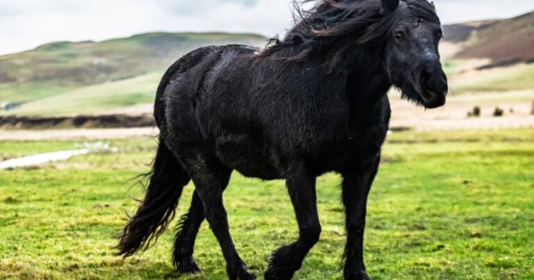 das fellpony
