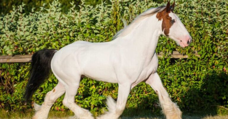 drum horse