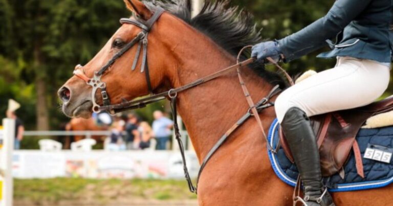 hackamore photo archive