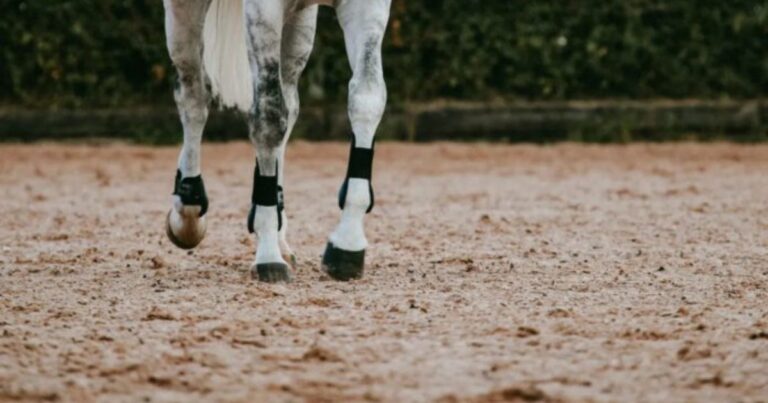 horse legs in arena