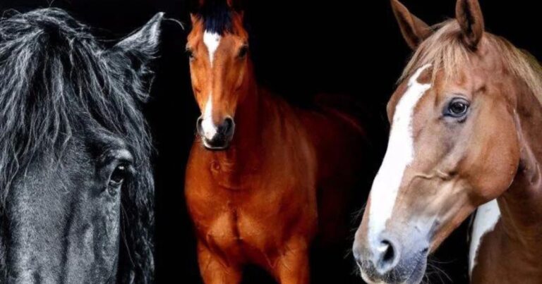 mare gelding or stallion
