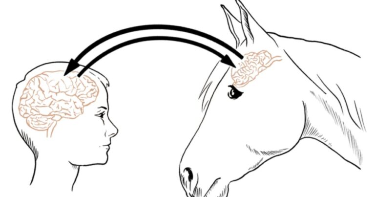 Grafik Gehirn Mensch und Pferd