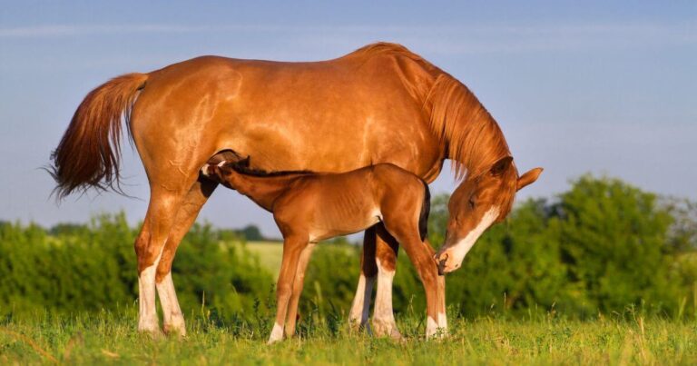 predict height of your horse
