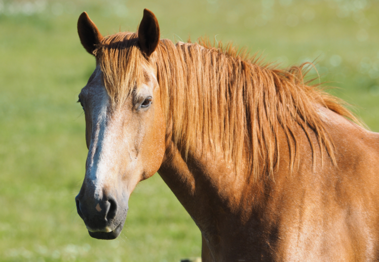 horse
