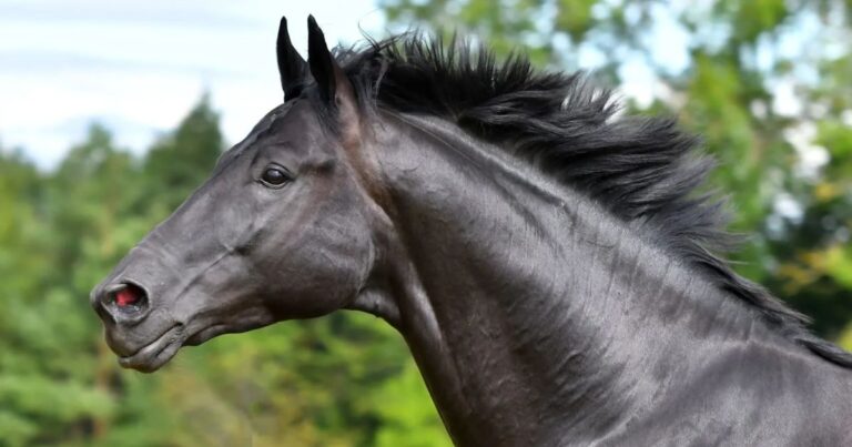 pferd