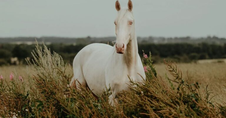 pferd