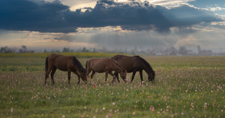 horses in the field. Canva pro
