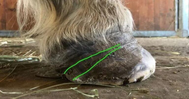 ein huf an einem vergangenen pferd. foto mette skovmand