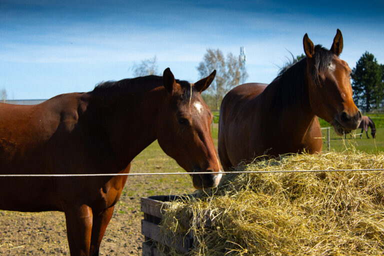 horses in the field