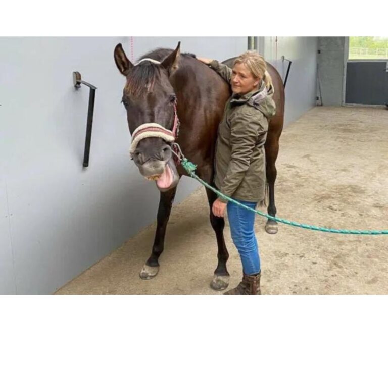 pferdemassage. foto malgré tout