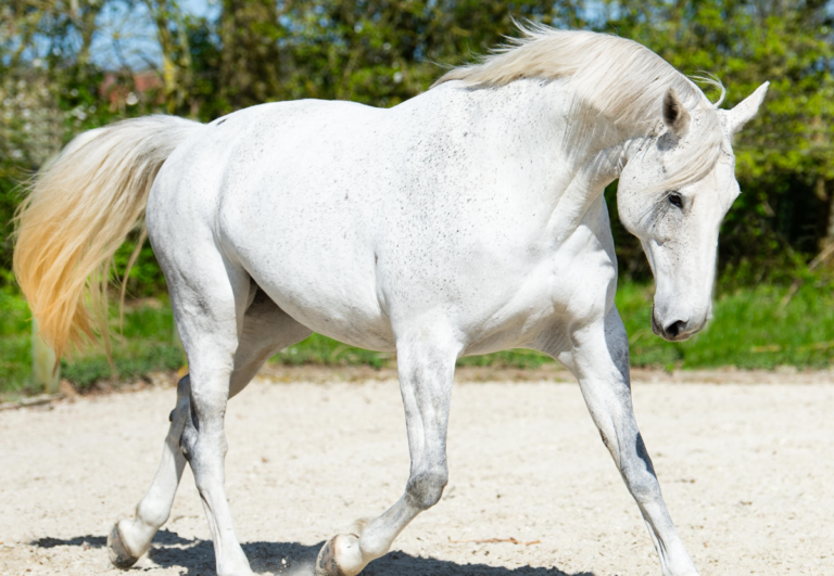 white horse