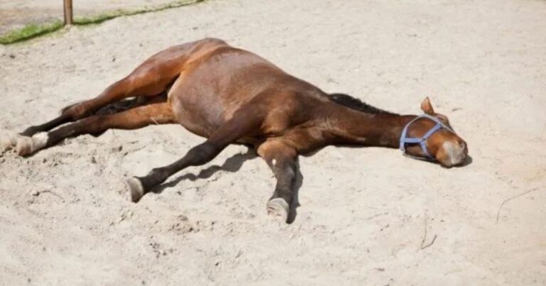 wo hält sich dein pferd auf, wenn die sonne brennt foto canva pro