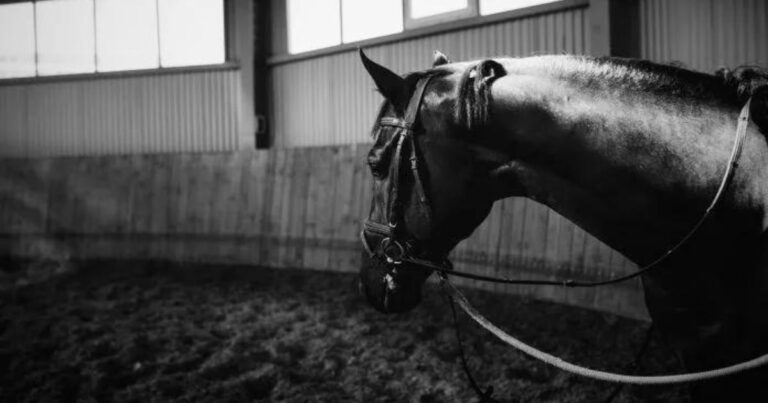 das pferd als athlet. foto archiv