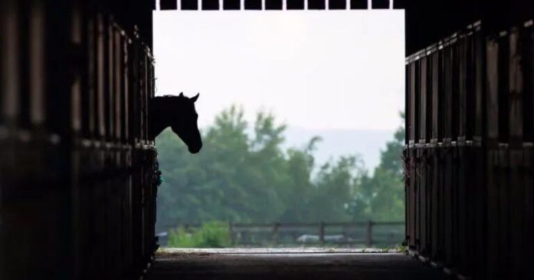 pferd im stall. foto archiv