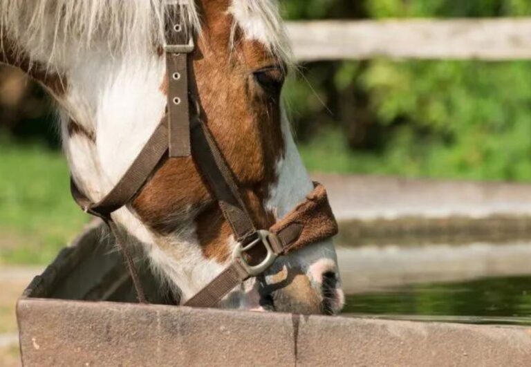 pferd trinkt wasser. foto stock