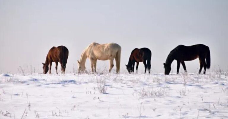 im winter ein pferd zu haben, kann sowohl gemütlich als auch etwas mühsam sein. deshalb haben wir eine checkliste für den winter mit pferd zusammengestellt. foto canva pro