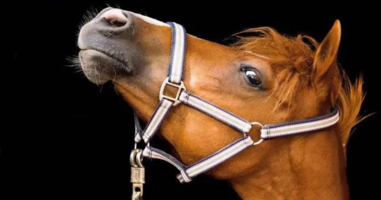 mach dein pferd zum besten freund der wurmkur. foto archiv