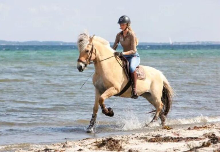 merkur skovå und stephanie fangel reiten von springsport bei der em bis zu strandausritten. foto alexander fangel