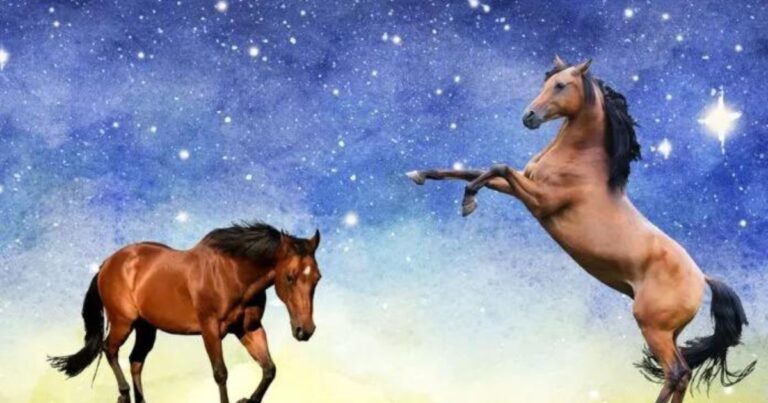 passen du und dein pferd zusammen, wenn ihr in die sterne schaut foto canva pro
