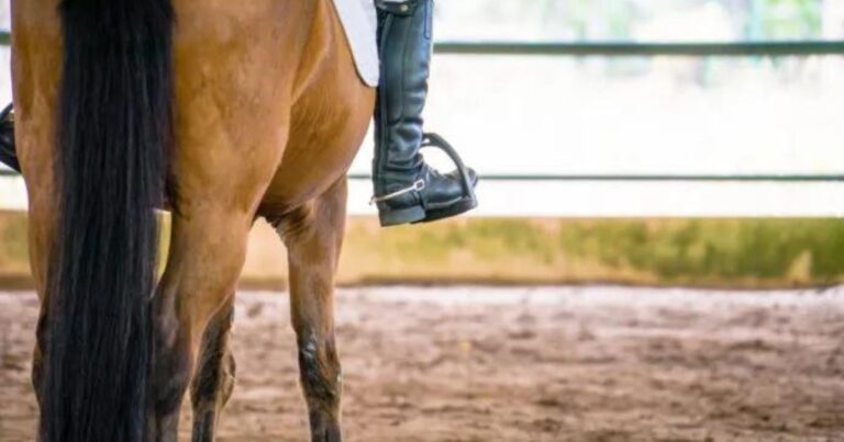 was passiert eigentlich im kopf deines pferdes, wenn es sich auf dem reitplatz befindet foto pixabay.