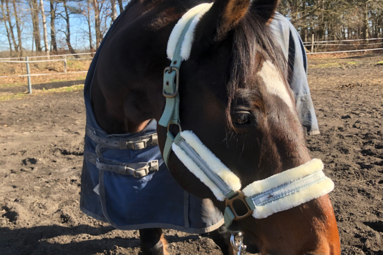 Pferd mit Regendecke