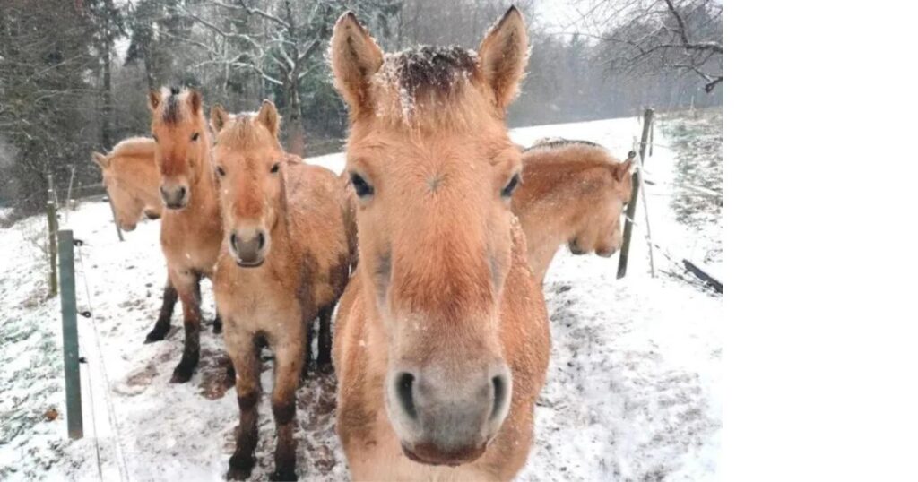 pferde auf der winterkoppel. foto archiv