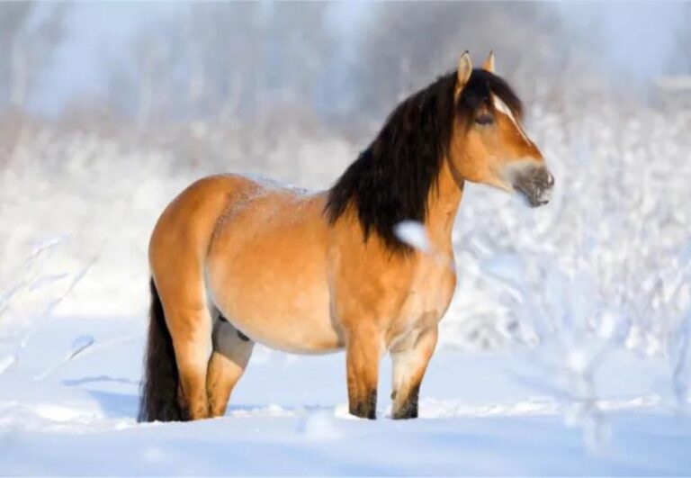 Schnee im Dezember ist gemütlich und schön, kann aber auch einige herausforderungen mit sich bringen. foto canva pro