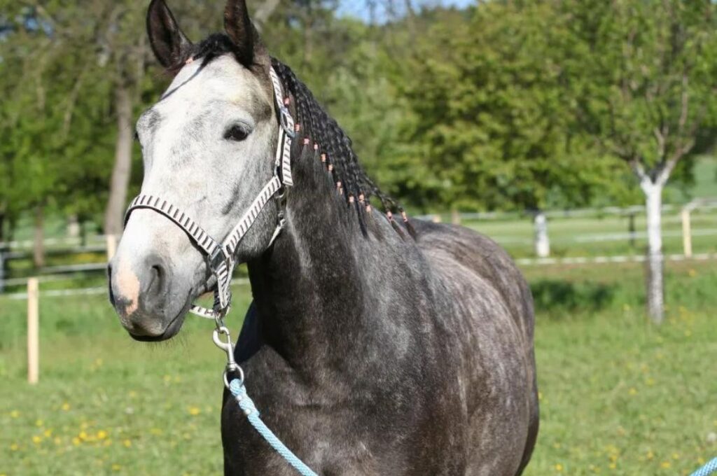 schimmel mit einer von vielen halftern (1)