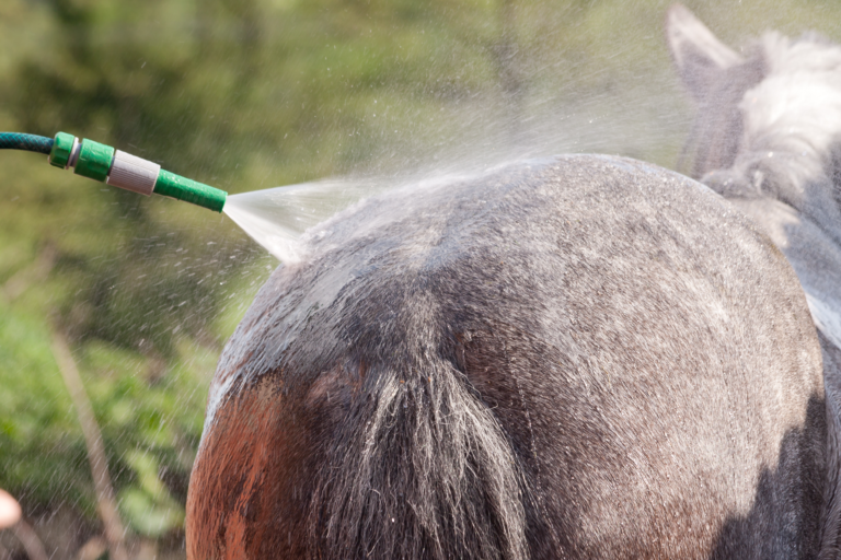 cooling down your horse on hot days with a hose can be efficient. but make sure it is above 20 celcius degrees before you shower your horse completely.